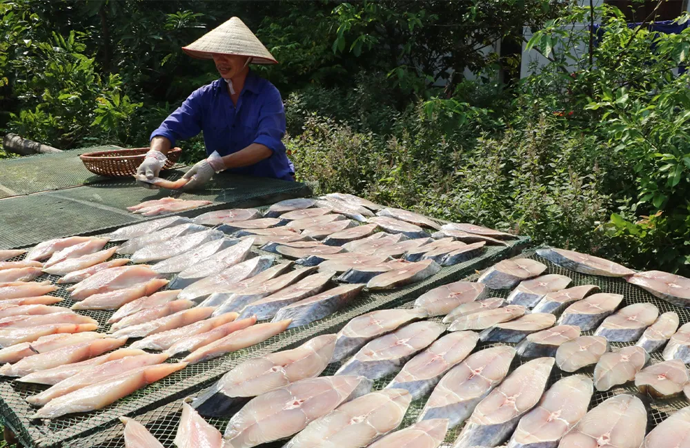 CÁ THU MỘT NẮNG